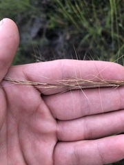 Aristida rhizomophora