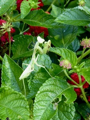 Stagmomantis