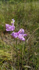 Calopogon tuberosus