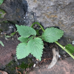 Leonotis nepetifolia