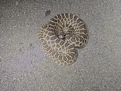 Sistrurus tergeminus