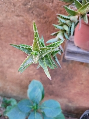 Aloe juvenna