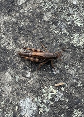 Melanoplus fasciatus