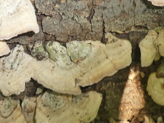 Stereum subtomentosum