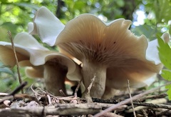 Clitocybe odora