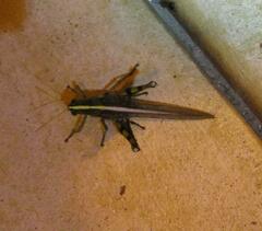 Schistocerca obscura