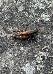 Melanoplus fasciatus