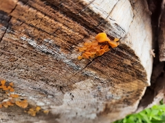 Dacrymycetaceae