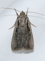Euxoa subandera