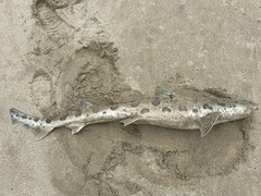 Triakis semifasciata