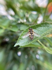 Helophilus fasciatus