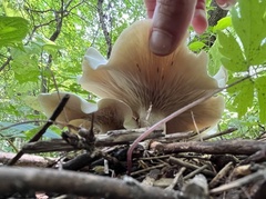Clitocybe odora