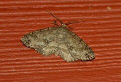 Melanolophia canadaria