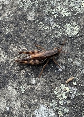 Melanoplus fasciatus