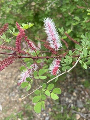 Mimosa distachya