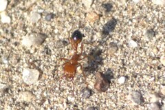 Pogonomyrmex californicus