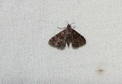 Elophila obliteralis