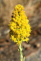 Solidago speciosa