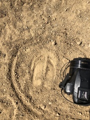 Cervus canadensis nannodes