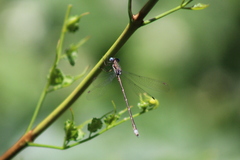 Lestes