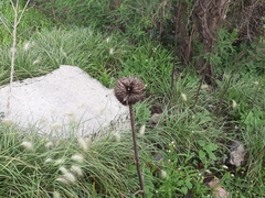 Leonotis nepetifolia