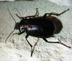 Calosoma marginale