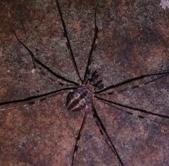 Dicranopalpus