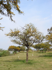 Vachellia caven