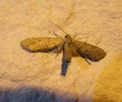 Glaucina erroraria