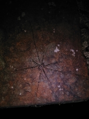 Dicranopalpus