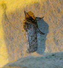 Sympistis sectilis