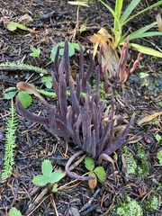 Alloclavaria purpurea