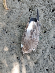 Leucophaeus atricilla