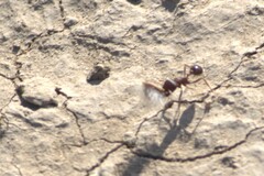 Pogonomyrmex rugosus