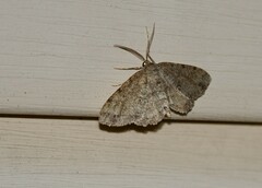 Melanolophia canadaria