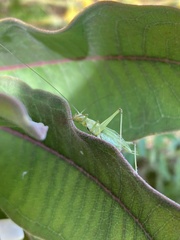 Oecanthus