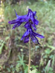 Delphinium barbeyi