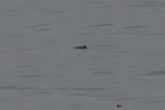 Phocoena phocoena