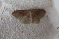 Idaea degeneraria