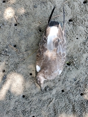Leucophaeus atricilla