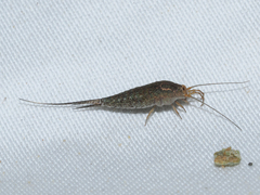 Archaeognatha