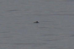 Phocoena phocoena