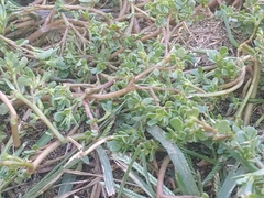 Portulaca oleracea