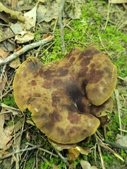 Boletinellus merulioides