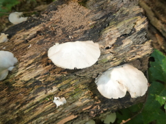 Crepidotus applanatus