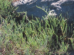 Salicornia