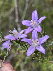 Philotheca reichenbachii