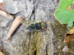 Neotibicen lyricen