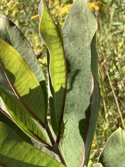 Oecanthus