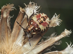 Carpocoris